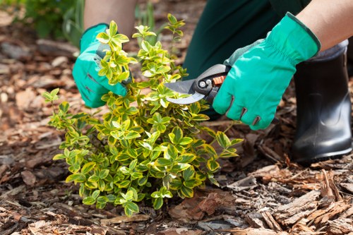 Watering and protecting a St Helier lawn during dry weather