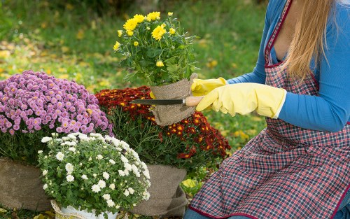 Local gardeners in St Helier maintaining lawns and seasonal planting