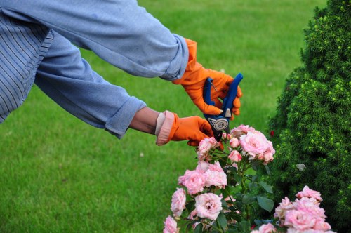 Close-up of local lawn care in St Helier showing healthy turf and soil condition