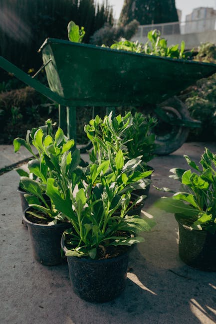 A garden scene featuring several potted plants with vibrant green, broad leaves placed on a paved surface. Behind the plants, there is a green wheelbarrow filled with fresh, leafy plants and positione