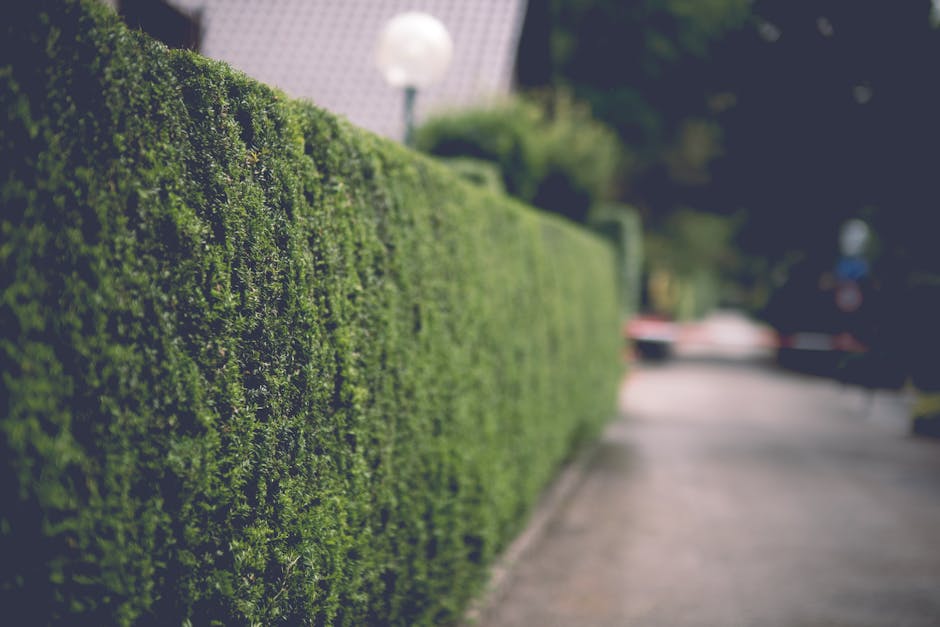A neatly trimmed green hedge running along the edge of a paved sidewalk in a residential area. The hedge has dense, vibrant foliage with a uniform, rounded shape, indicative of recent hedge trimming b